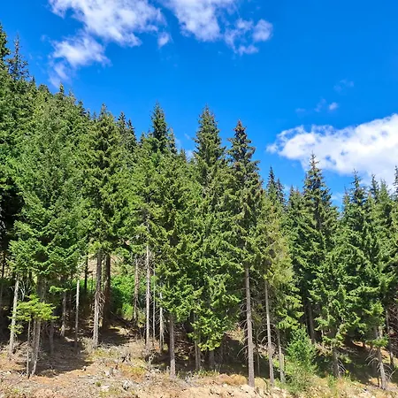 студио алтом Apartment Pamporovo