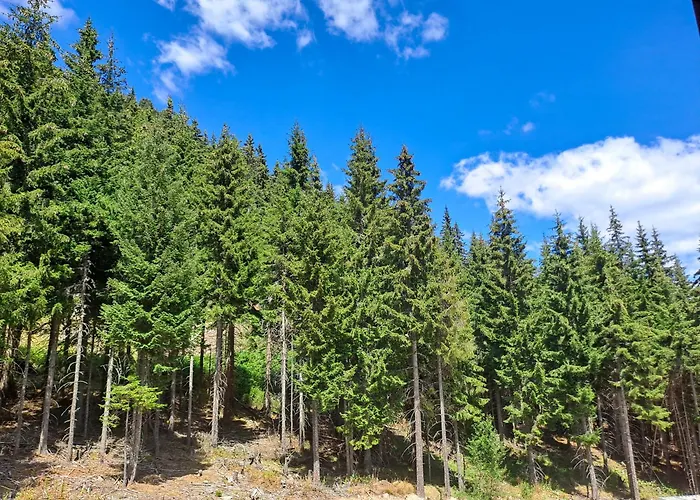 студио алтом Apartment Pamporovo